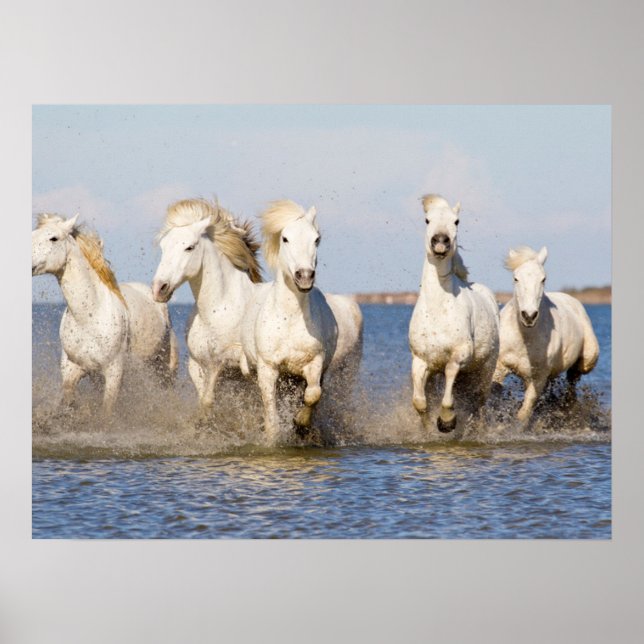 Camargue Horses Poster (Framsidan)