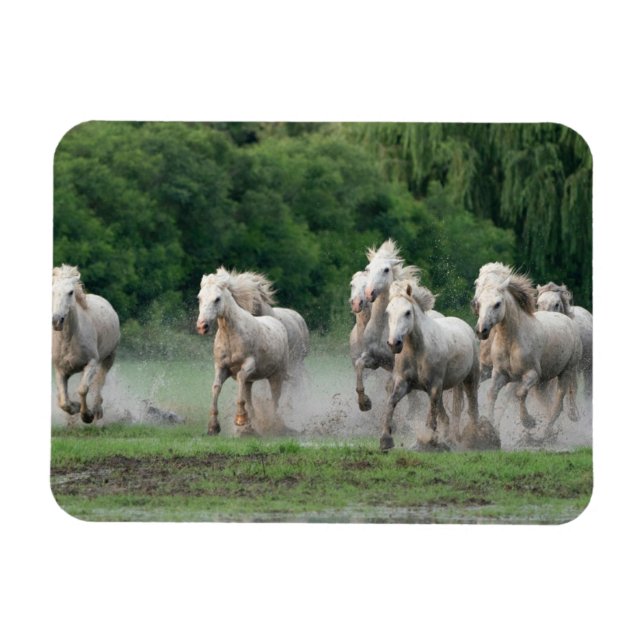 Camargue Horses Running i Vatten Magnet (Horisontell)