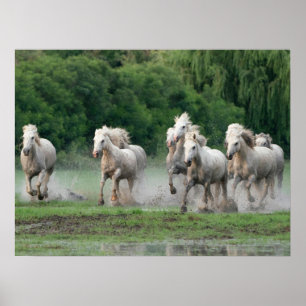 Camargue Horses Running i Vatten Poster