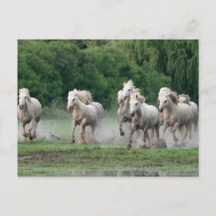Camargue Horses Running i Vatten Vykort