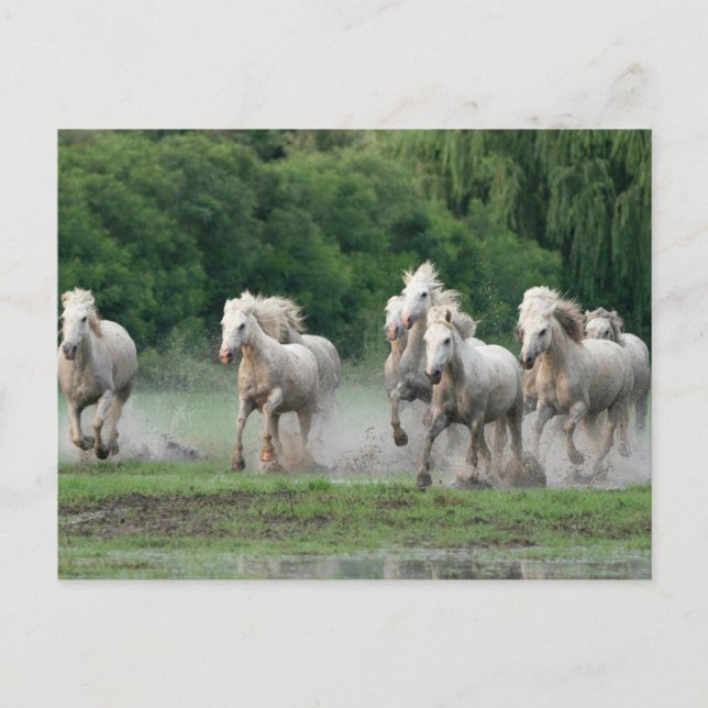 Camargue Horses Running i Vatten Vykort (Framsida)