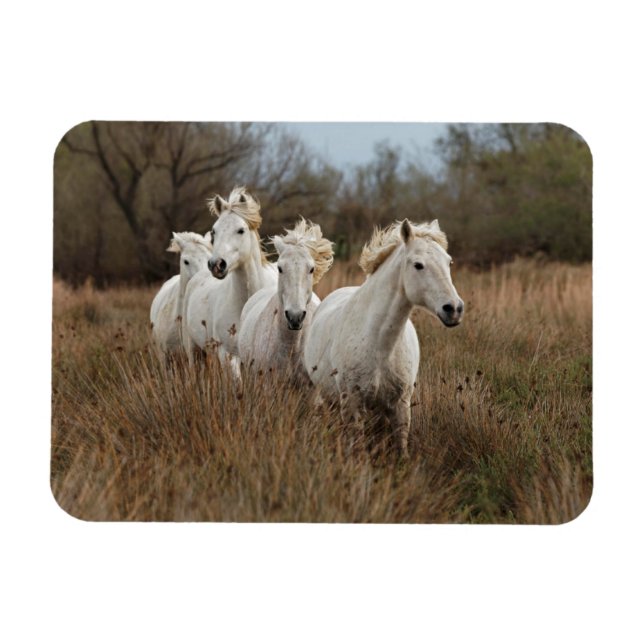 Camargue Horses Running Magnet (Horisontell)