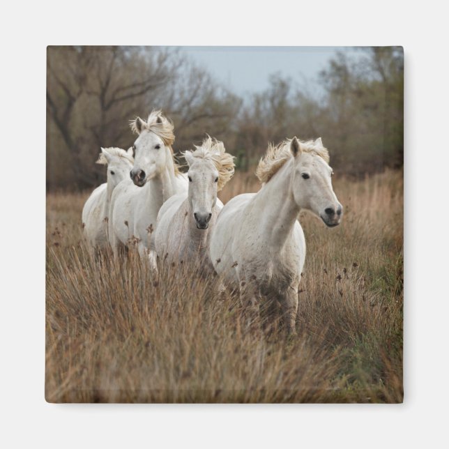Camargue Horses Running Magnet (Framsidan)