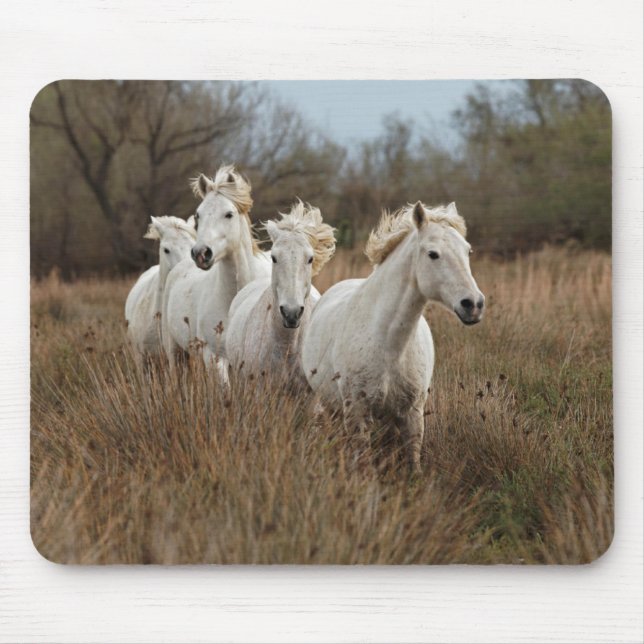 Camargue Horses Running Musmatta (Framsidan)