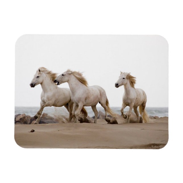 Camargue Horses Running på Beach Magnet (Horisontell)