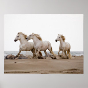 Camargue Horses Running på Beach Poster