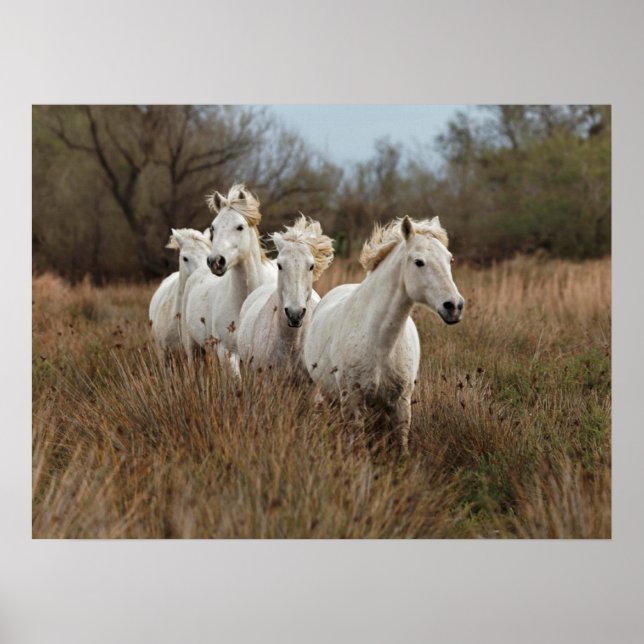 Camargue Horses Running Poster (Framsidan)