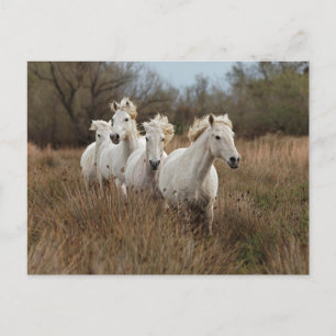 Camargue Horses Running Vykort