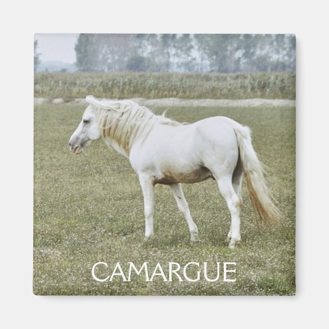 Camargue stallion magnet (Framsidan)