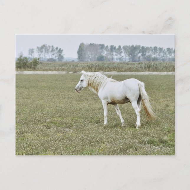 Camargue stallion vykort (Framsida)