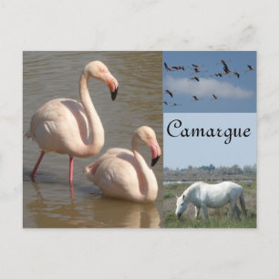 Camargue-vykort Vykort