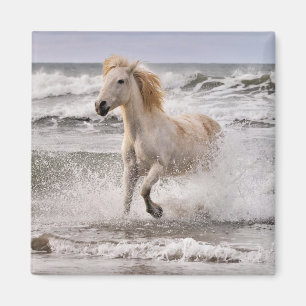 Camarguehäst springer ut ur bränningarna magnet