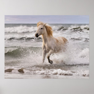 Camarguehäst springer ut ur bränningarna poster
