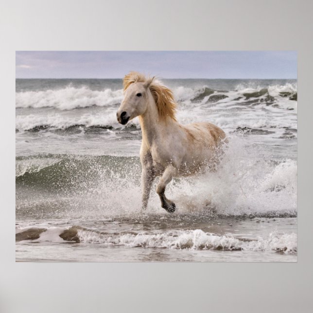 Camarguehäst springer ut ur bränningarna poster (Framsidan)