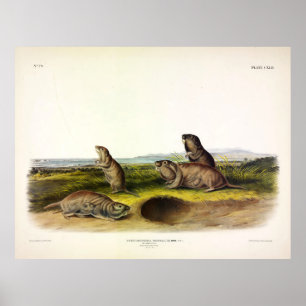 Camas Råtta (Northern Pocket Gopher) av Audubon Poster