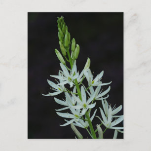 Camassia Flower vycard Vykort