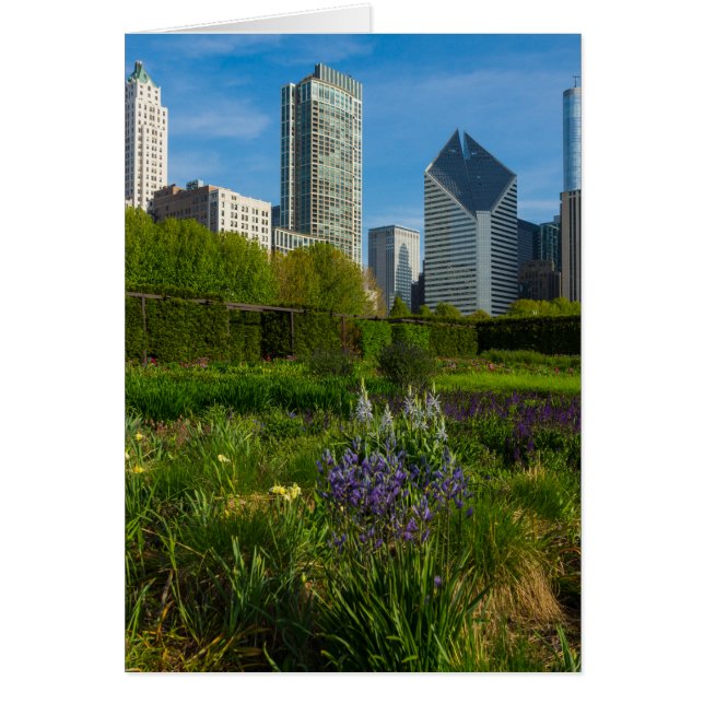 Camassia i staden OBS kort (Framsidan)