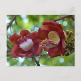 Cambodia - Phnom Penh Flower Helg Vykort