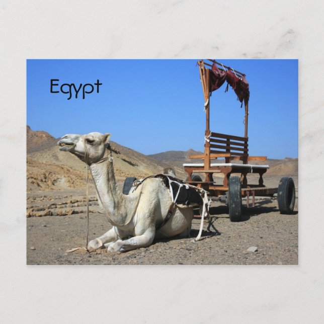Camel and Cart - vykort för Egypten (Framsida)