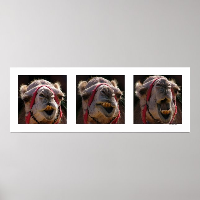 Camel Ansikte Poster (Framsidan)
