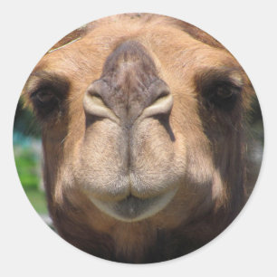 Camel Ansikte Runt Klistermärke