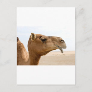 Camel ansikte vykort