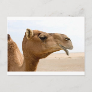 Camel ansikte vykort