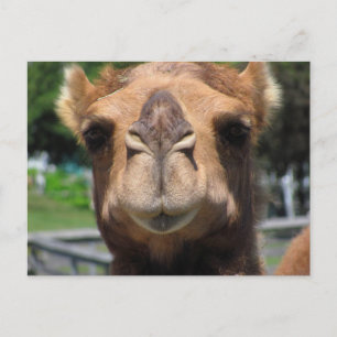 Camel Ansikte Vykort