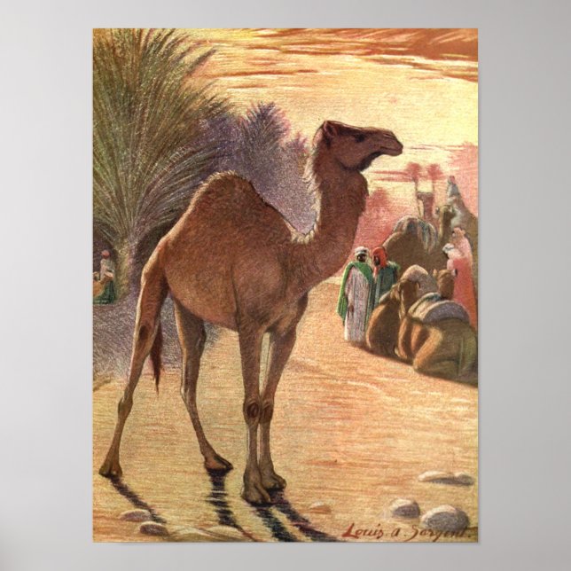 Camel av Louis Sargent, Vintage Vilda djur Poster (Framsidan)