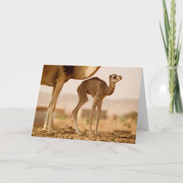 Camel Baby Kort (Framsida)