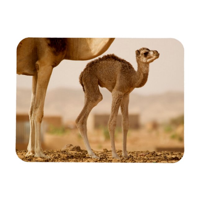 Camel Baby Magnet (Horisontell)