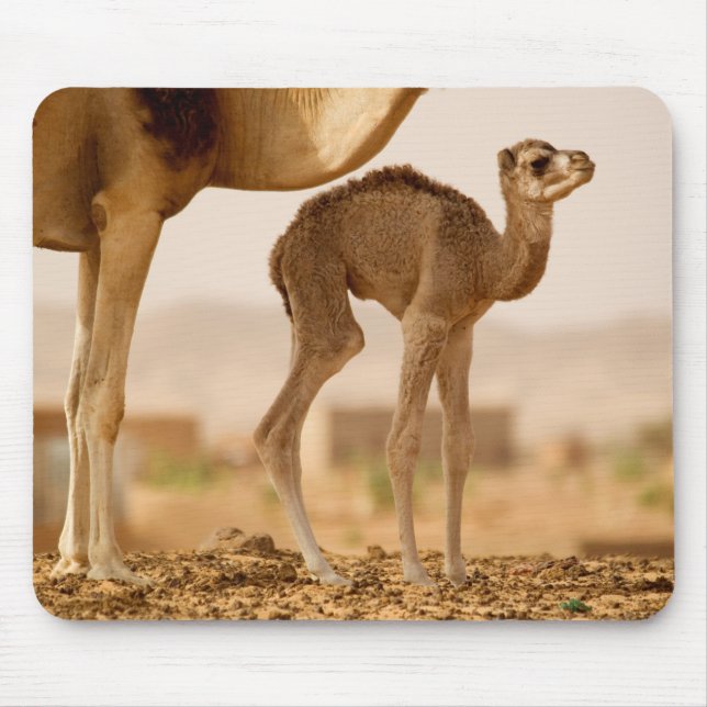 Camel Baby Musmatta (Framsidan)