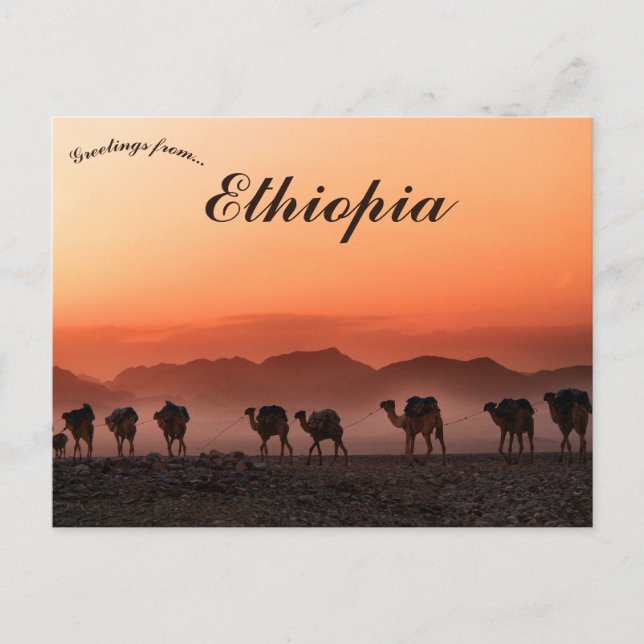 Camel Caravan i Dallol Etiopien Vykort (Framsida)