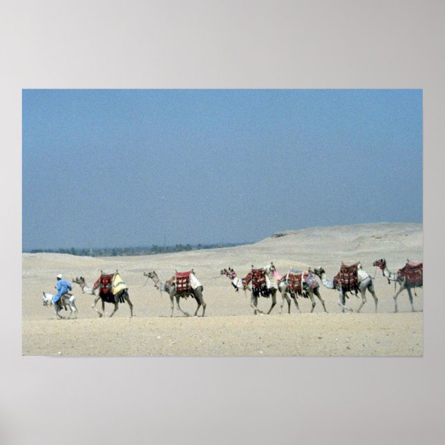 Camel caravan över Sahara Poster (Framsidan)