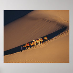 Camel caravan på öknen Dunhuang, Gansu Poster
