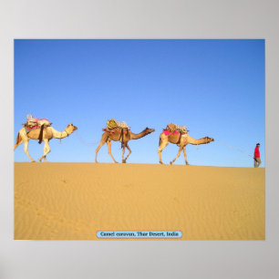 Camel caravan, Thar Desert, Indien Poster