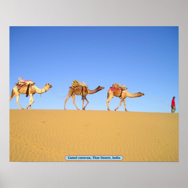 Camel caravan, Thar Desert, Indien Poster (Framsidan)