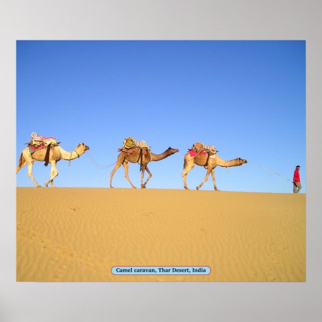 Camel caravan, Thar Desert, Indien Poster (Framsidan)