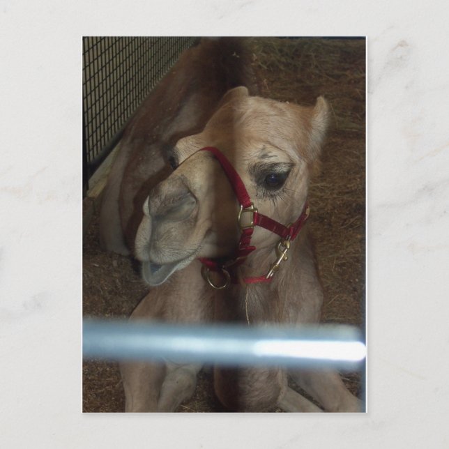 Camel Closeup, 1 Vykort (Framsida)