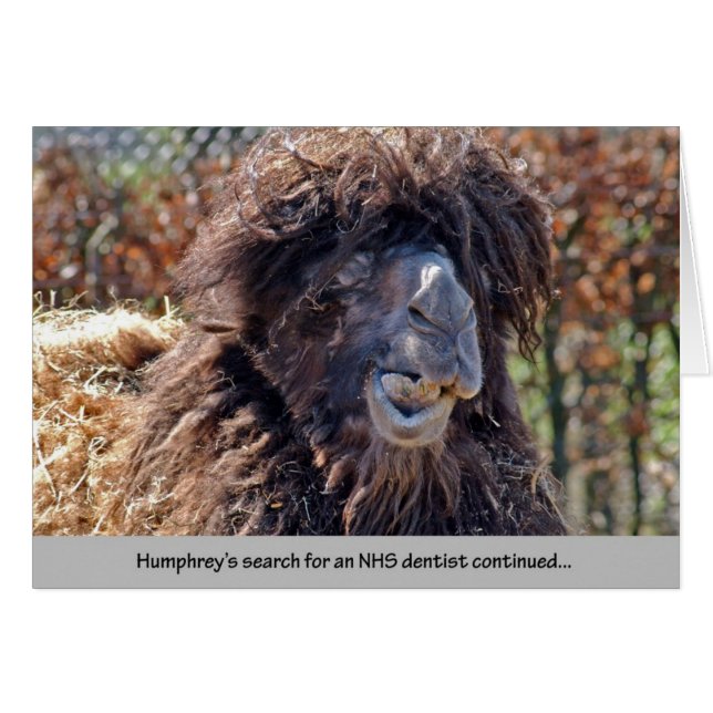 Camel Dentist Hälsningskort (Framsidan Horizontal)