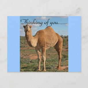 Camel Desert Destiny Zazzle Thinking of You Vykort