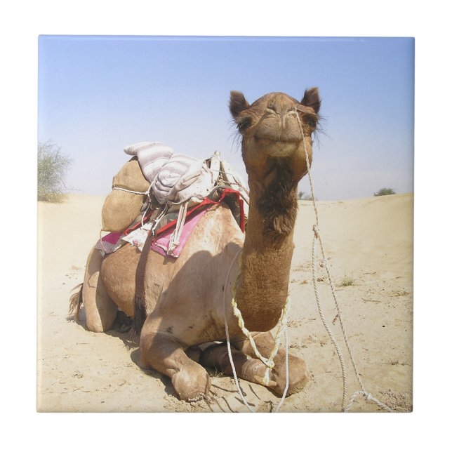 Camel Desert Mellan östern Peace Kärlek Natura Des Kakelplatta (Framsidan)