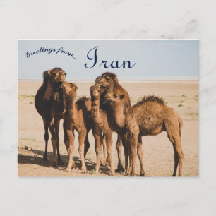 Camel Family Isfahan Province Aran o Bidgol Iran Vykort