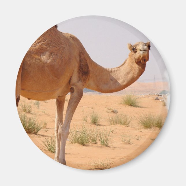 Camel for Arabs Magnet (Framsidan)