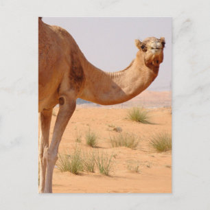 Camel for Arabs Postcard Vykort