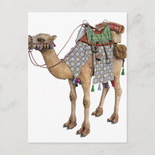 Camel förberedd för Ancient Rider Vykort