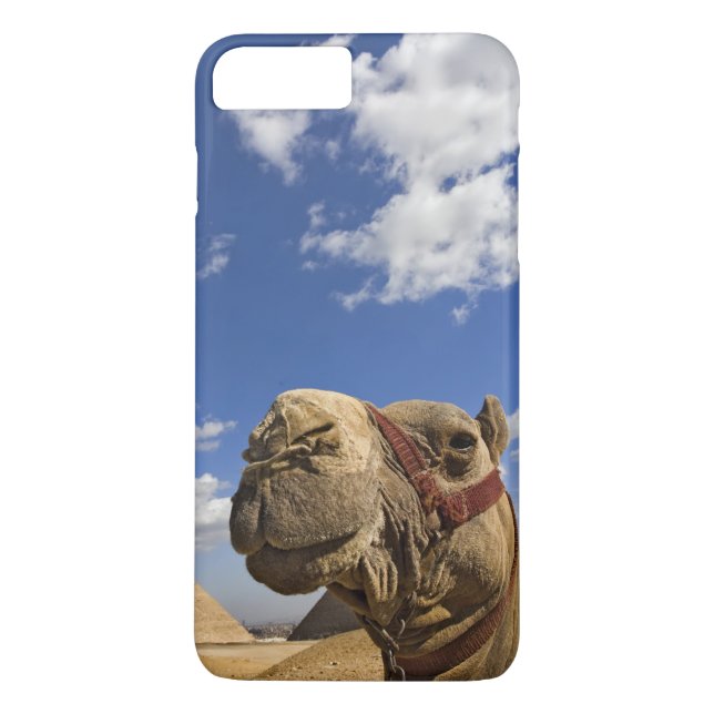 Camel framför pyramiderna Giza, Egypten, Case-Mate iPhone Skal (Baksida)