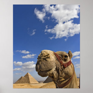 Camel framför pyramiderna Giza, Egypten, Poster