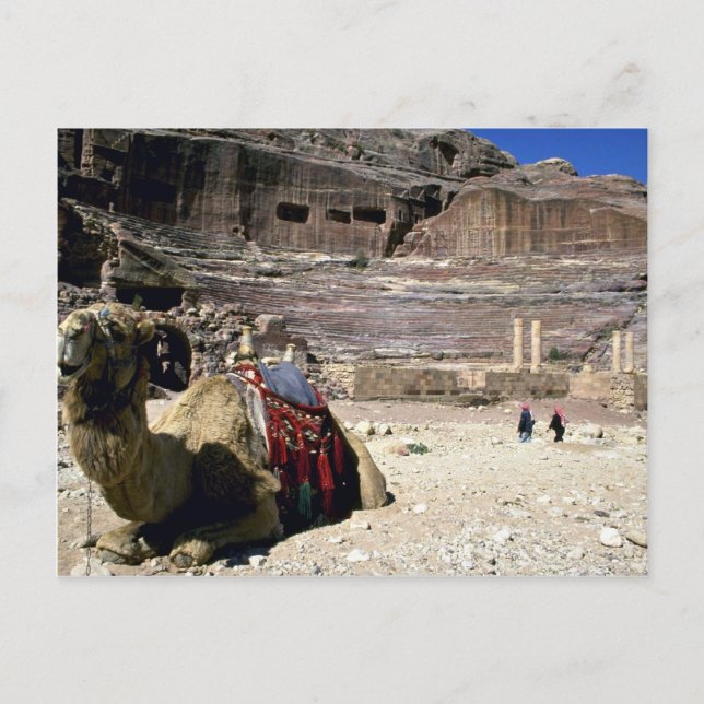 Camel framför Roman Theater, Jordanien Vykort (Framsida)