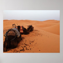 Camel från baksidan